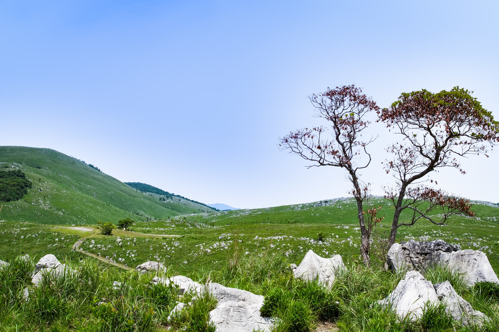 「秋吉台のカルスト台地に続く遊歩道（山口県美祢市）」の写真