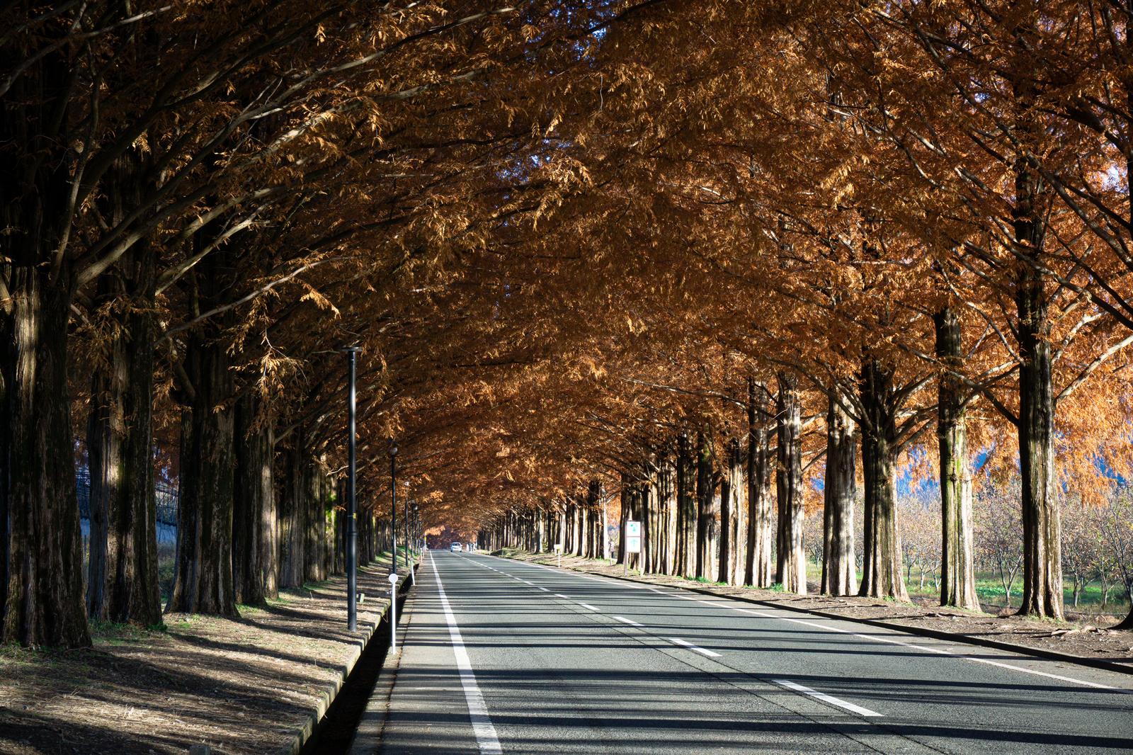 秋の終わりを告げるメタセコイア並木道の風景 - ぱくたそ