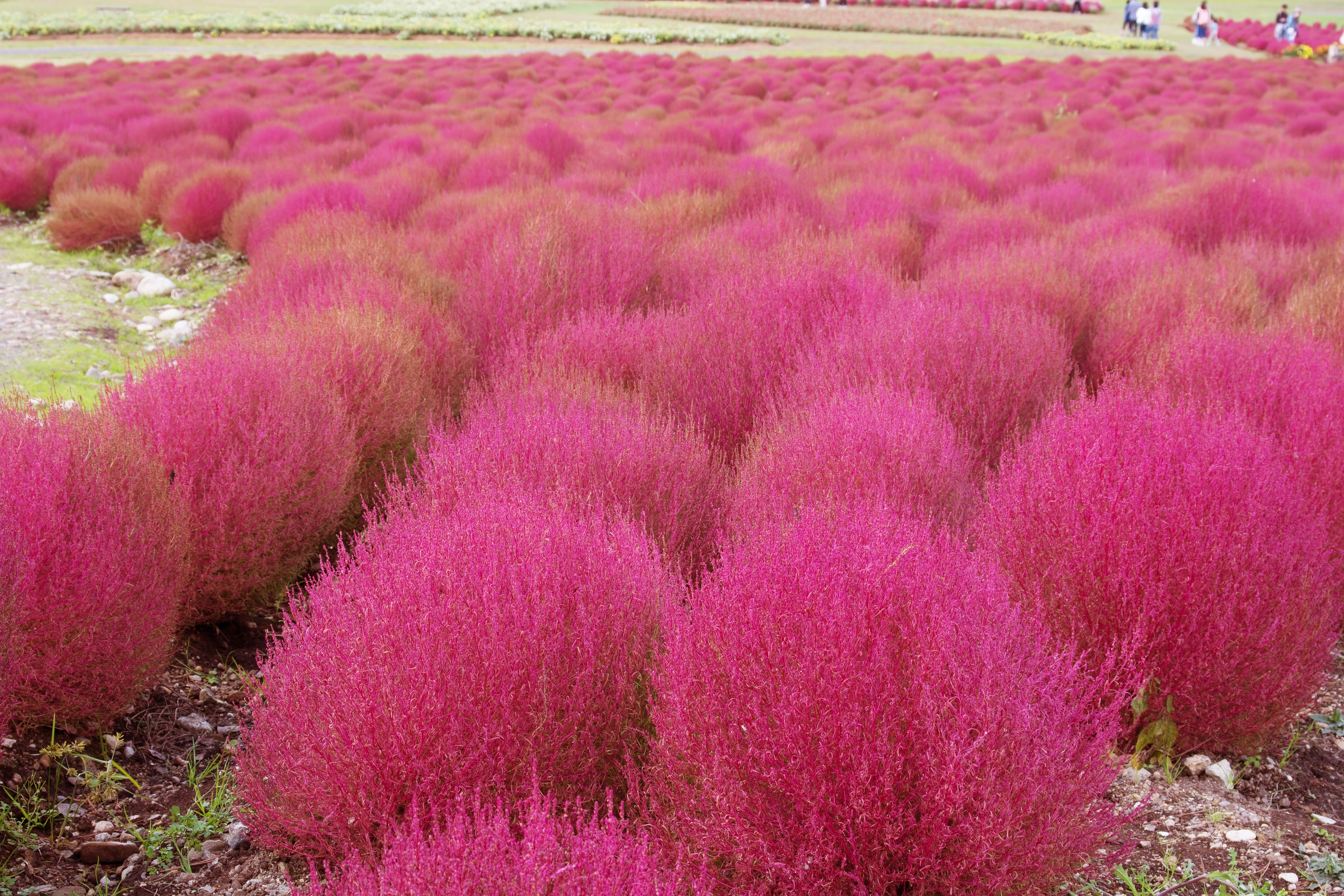 コキア畑の写真素材 ぱくたそ