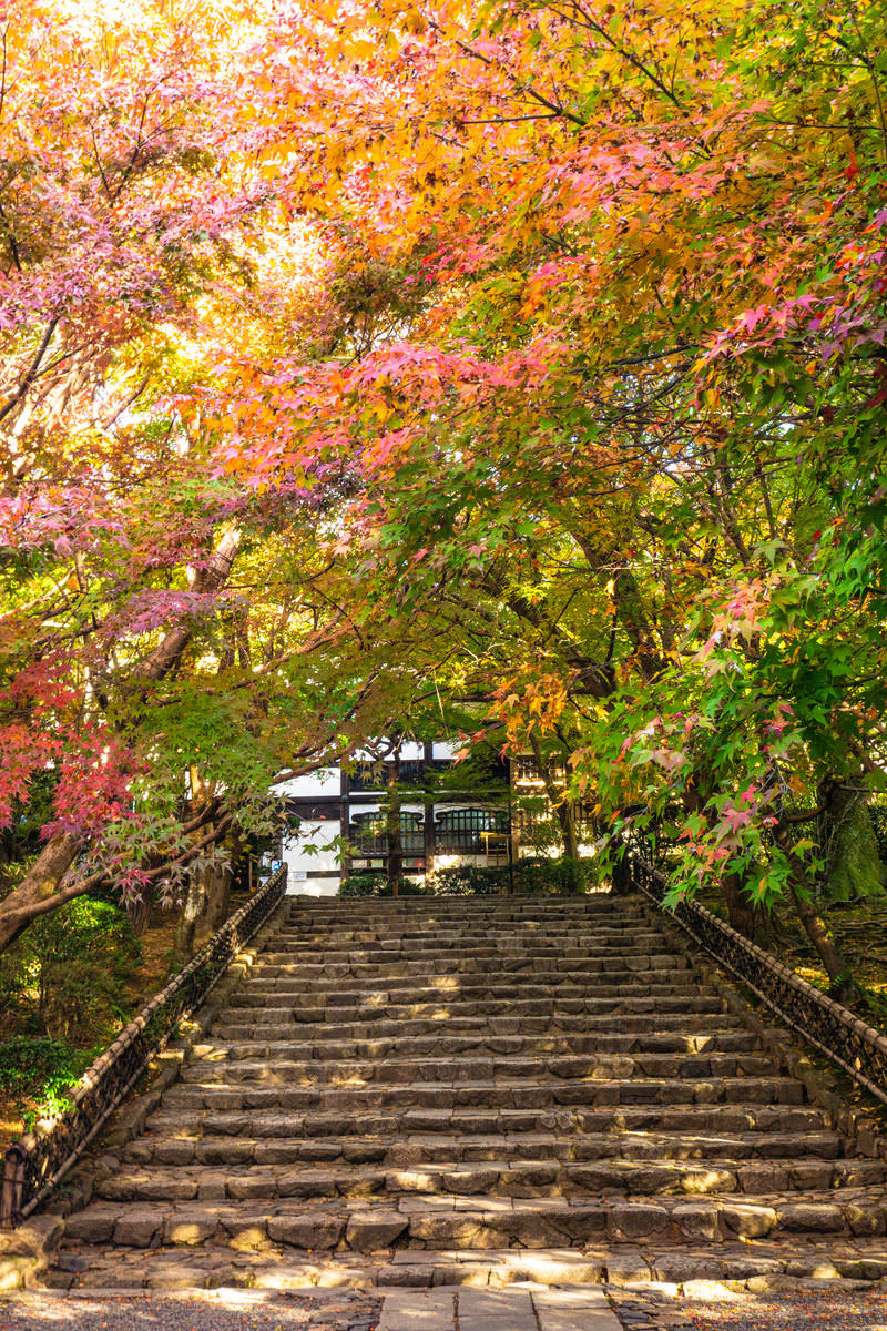 「秋の彩りに覆われた参道とその脇を飾る龍安寺垣（りょうあんじがき）」の写真