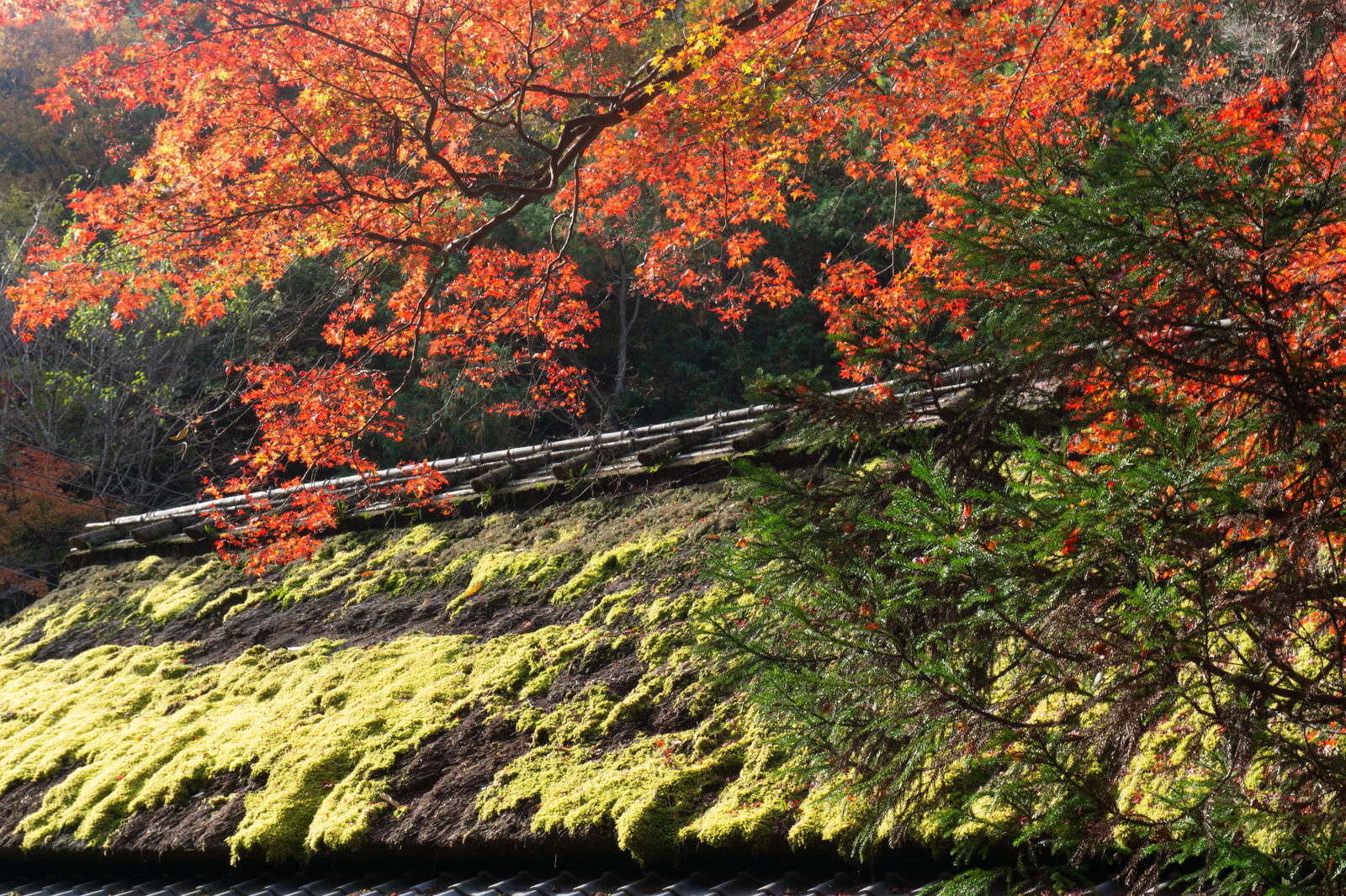 「苔の緑が美しく輝く茅葺屋根に映える紅葉 | フリー素材のぱくたそ」の写真