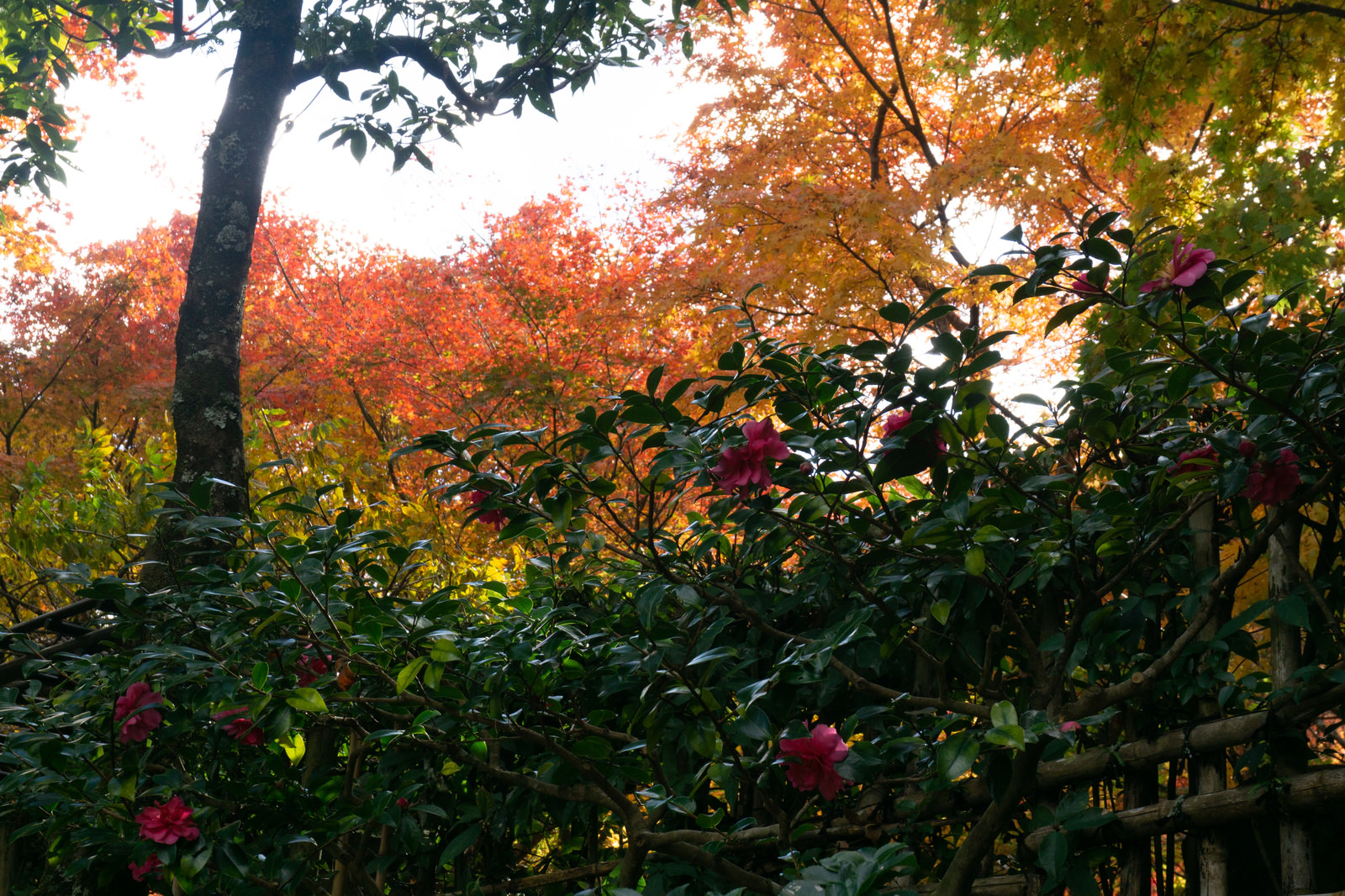 「山茶花の背後を彩る紅葉 | フリー素材のぱくたそ」の写真
