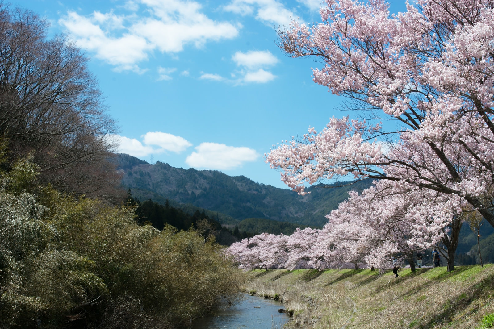名倉川沿いを続くコヒガン桜並木の写真素材を拡大 トリミング加工 Jpg画像 ぱくたそ