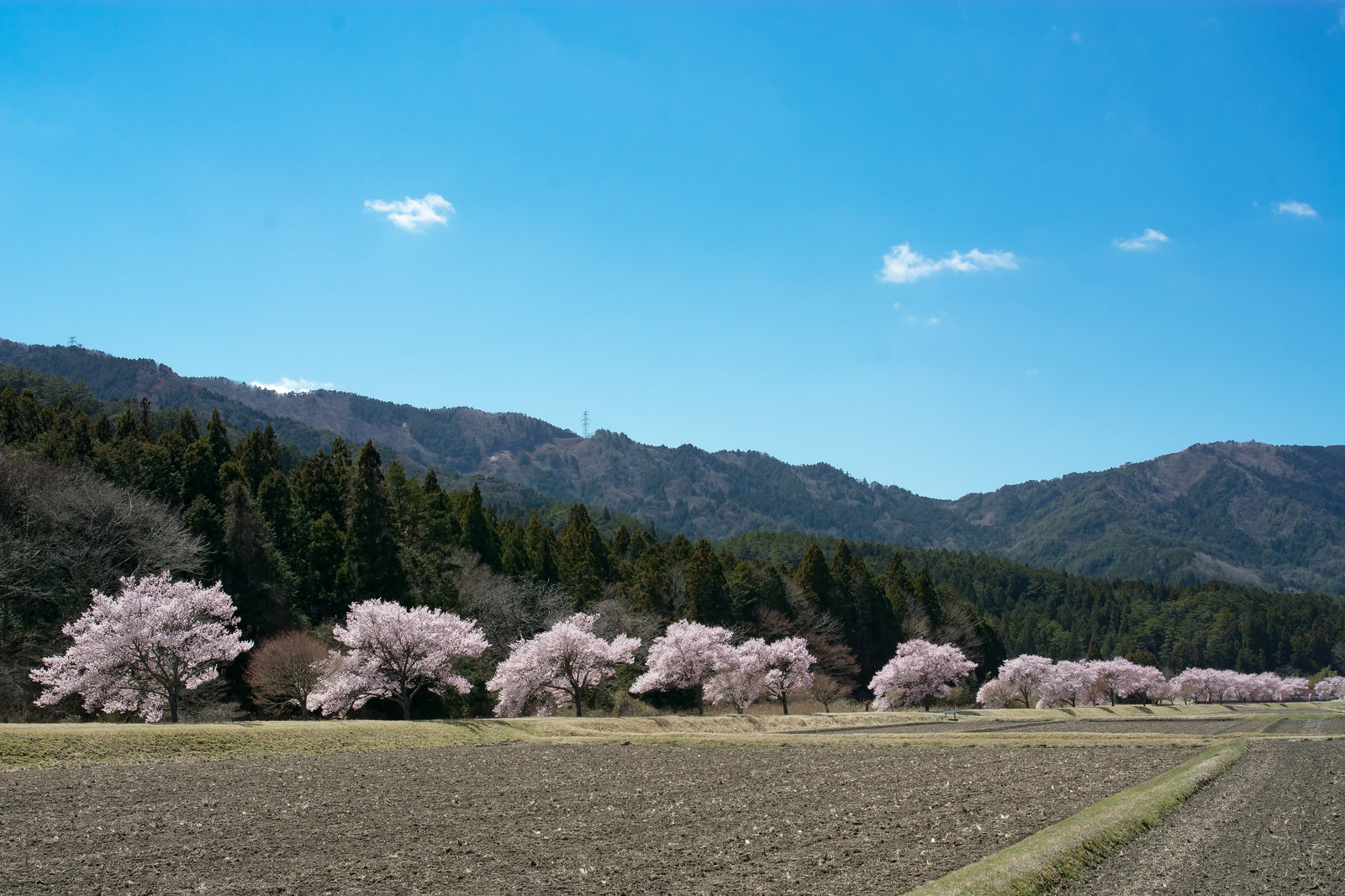 田んぼ沿いを照らす満開の桜 名倉のコヒガンザクラ並木 の写真を無料ダウンロード フリー素材 ぱくたそ 田んぼ沿いを照らす満開の桜 名倉のコヒガンザクラ並木 の写真を無料ダウンロード フリー素材 ぱくたそ