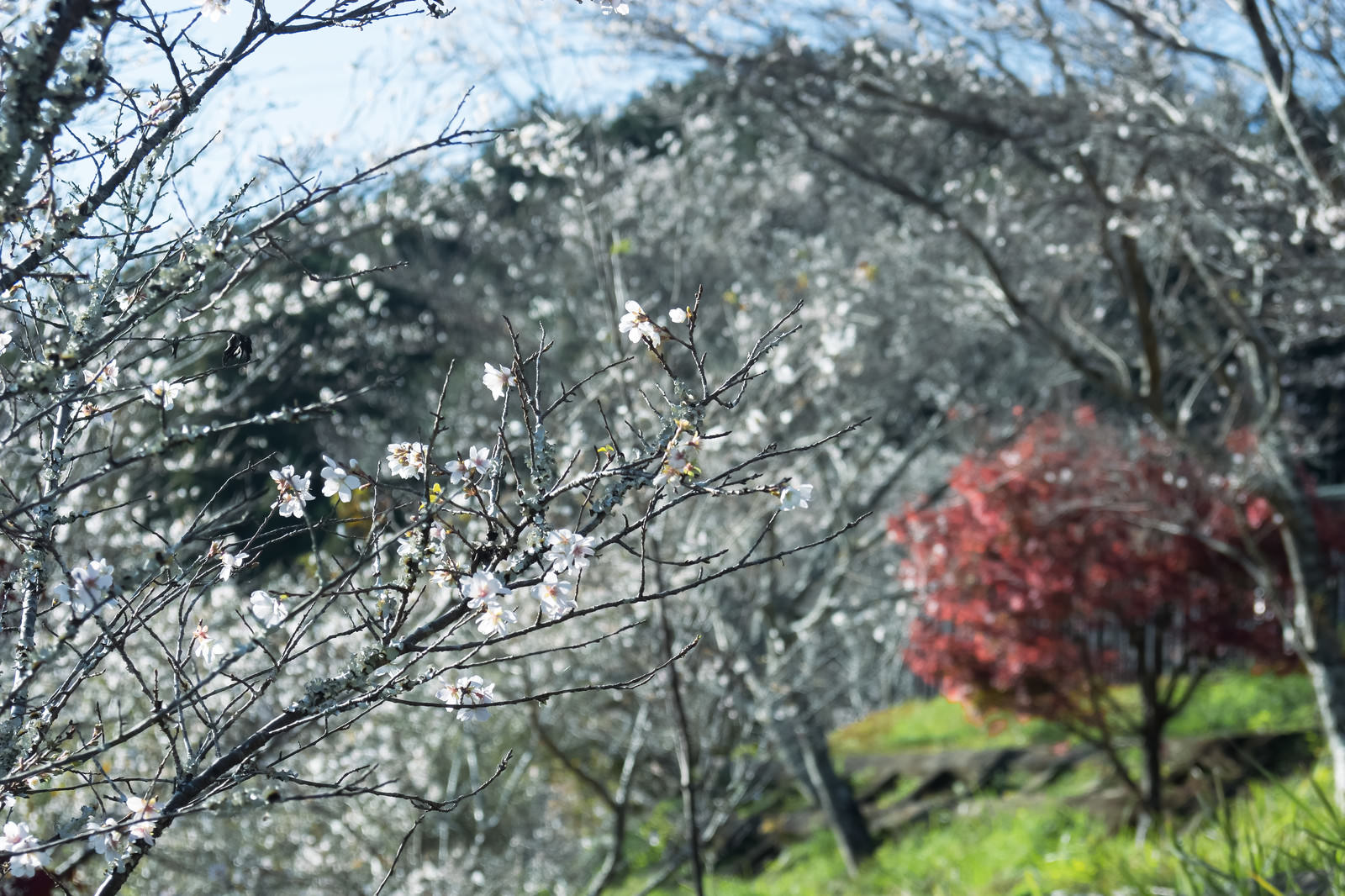 秋に咲く四季桜の写真素材 ぱくたそ