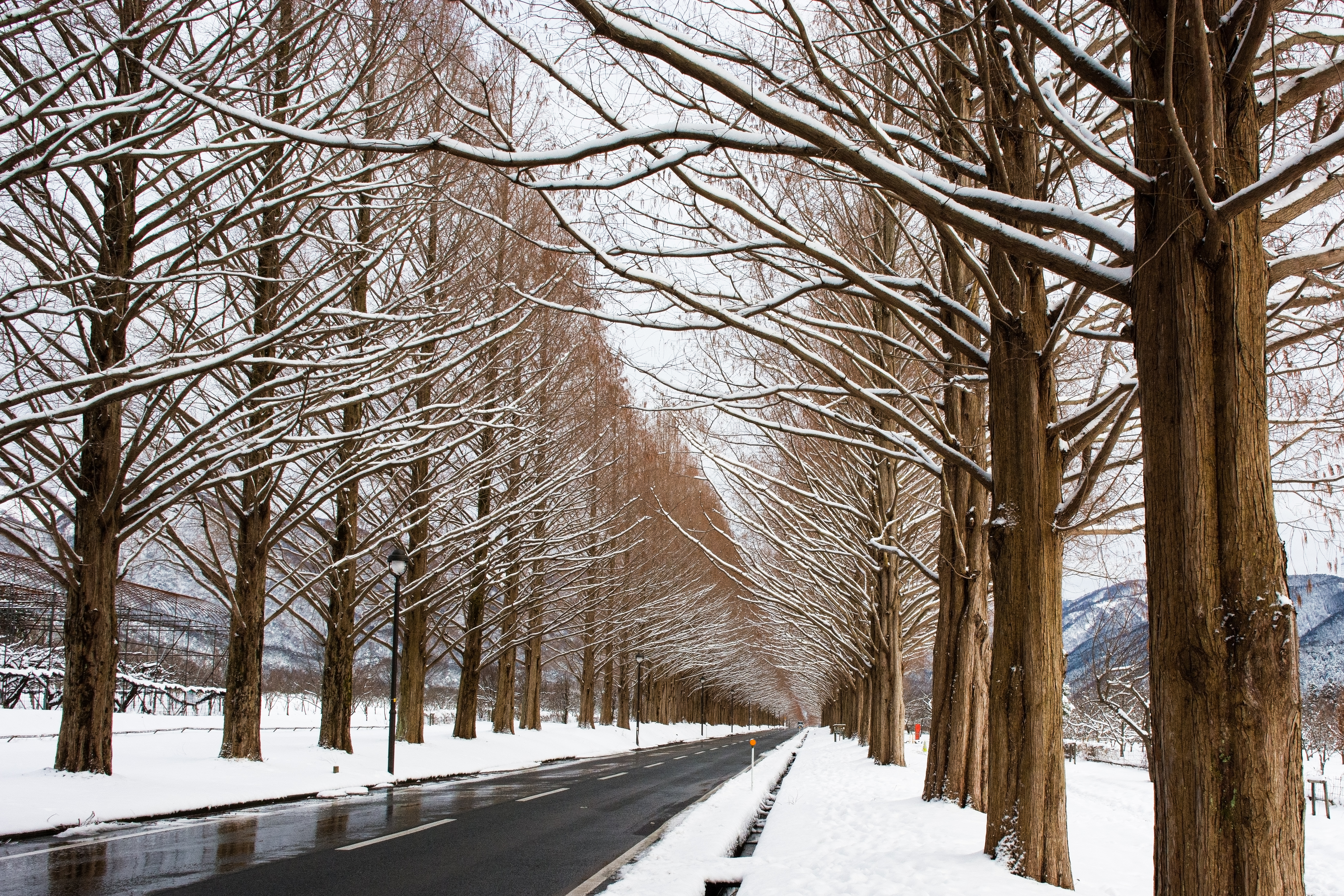 雪景色のメタセコイア並木 滋賀県高島市マキノ町 の写真を無料ダウンロード フリー素材 ぱくたそ 雪景色のメタセコイア並木 滋賀県高島市マキノ町 の写真を無料ダウンロード フリー素材 ぱくたそ