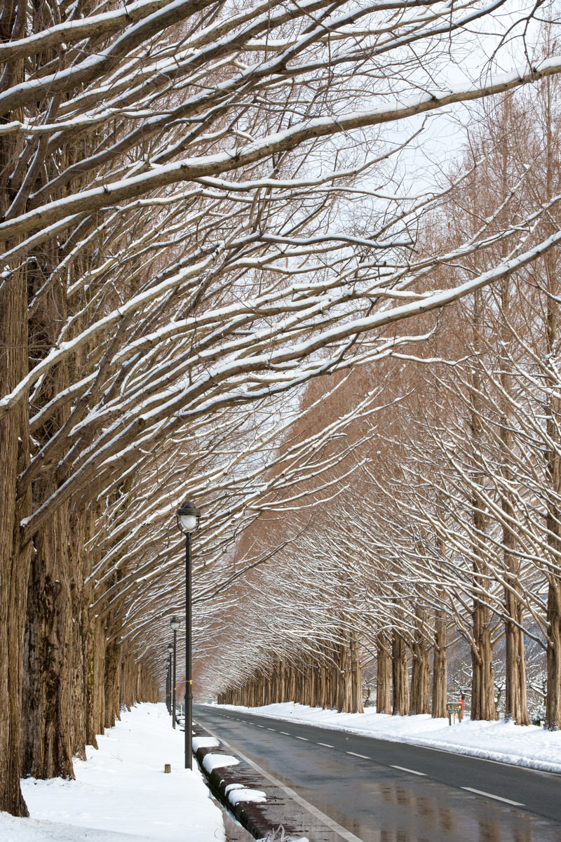 「雪のメタセコイア並木（滋賀県高島市マキノ町） | フリー素材のぱくたそ」の写真