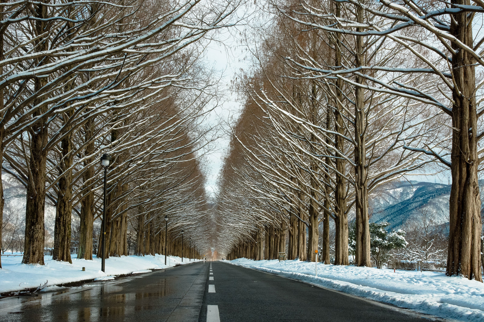 雪を纏うメタセコイア並木の写真 画像 を無料ダウンロード フリー素材のぱくたそ