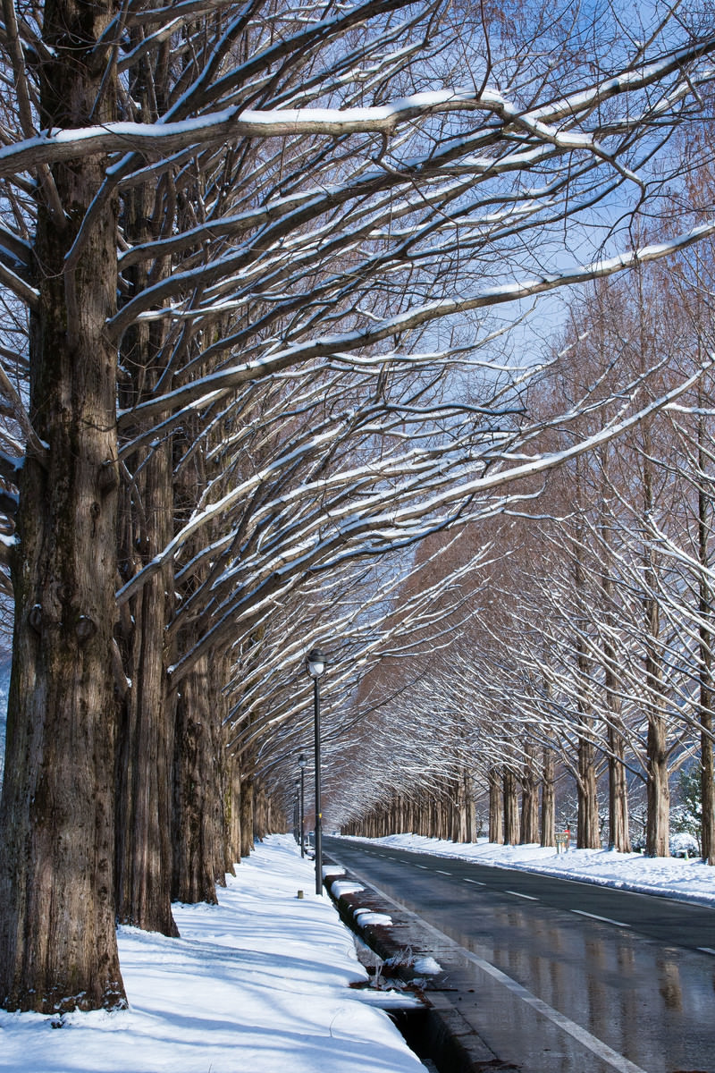 「積雪の歩道に伸びるメタセコイアの影（滋賀県高島市マキノ町）」の写真