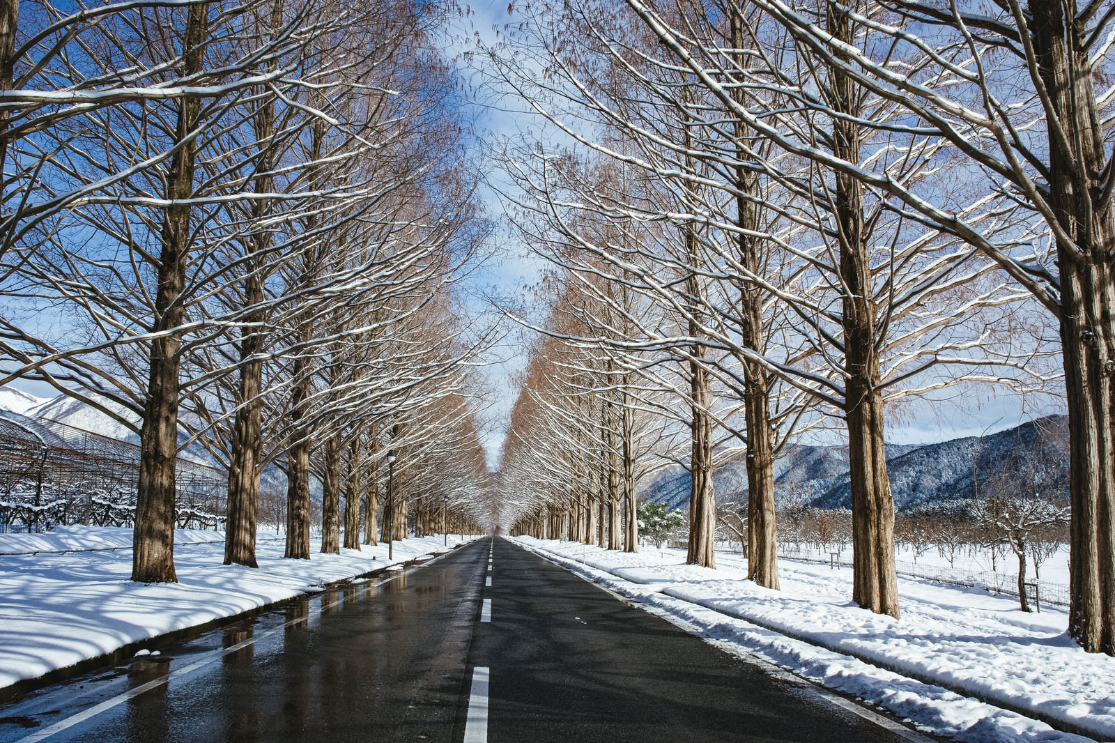 「青空と雪解けのメタセコイア並木（滋賀県高島市マキノ町）」の写真
