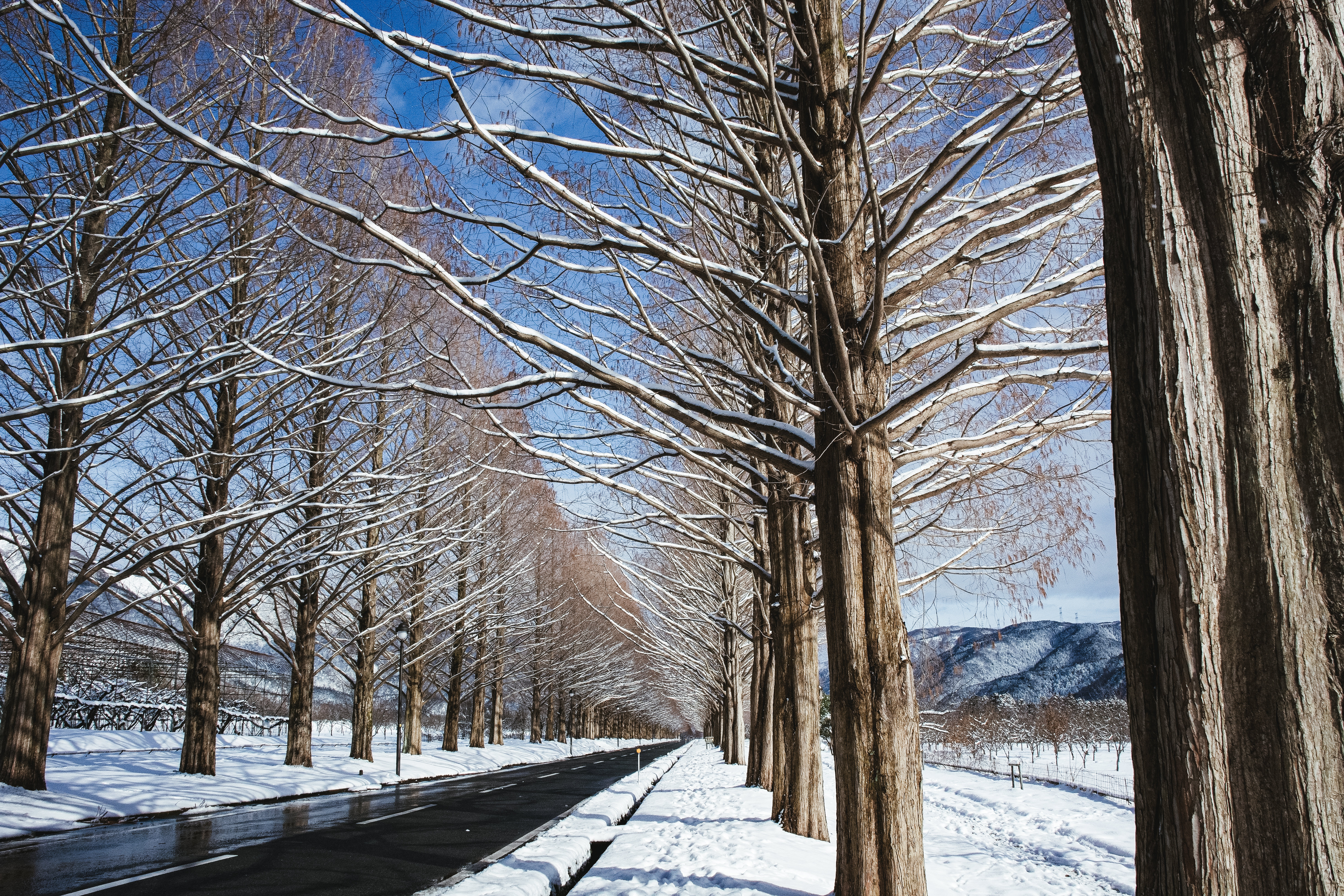青空がのぞく雪景色の並木道 滋賀県高島市マキノ町 の写真を無料ダウンロード フリー素材 ぱくたそ 青空がのぞく雪景色の並木道 滋賀県高島市マキノ町 の写真を無料ダウンロード フリー素材 ぱくたそ