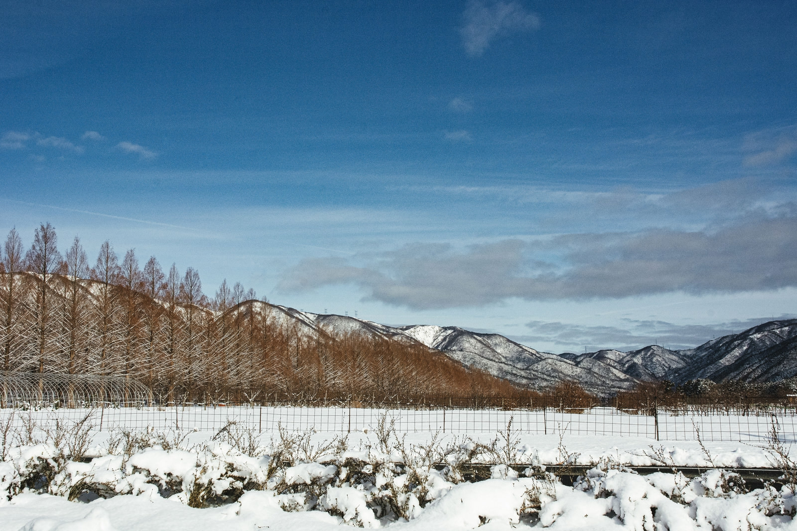 「雪景色のメタセコイア並木と山並み（滋賀県高島市マキノ町）」の写真