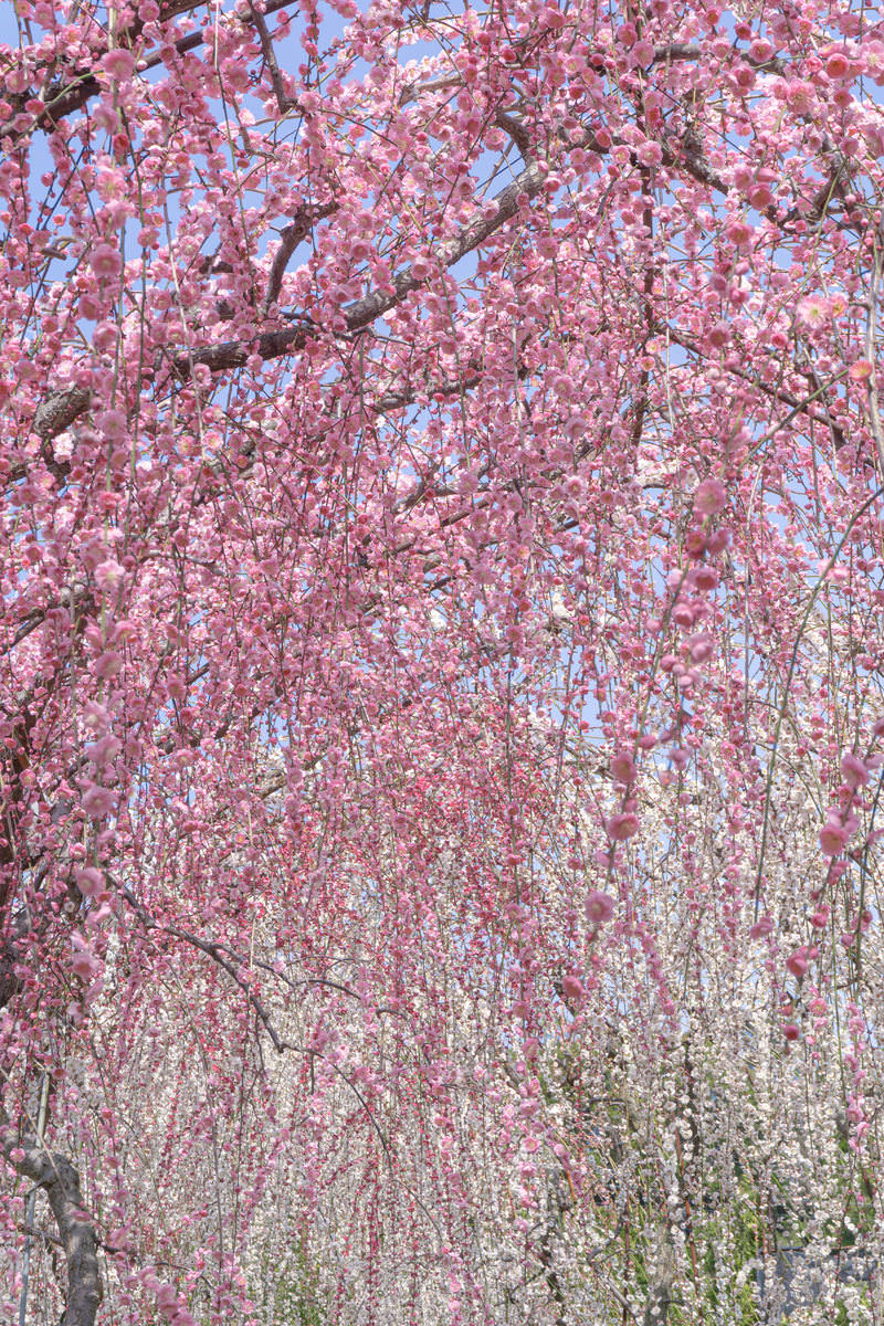 「頭上に降り注ぐような花を楽しめる枝垂れ梅のトンネル」の写真