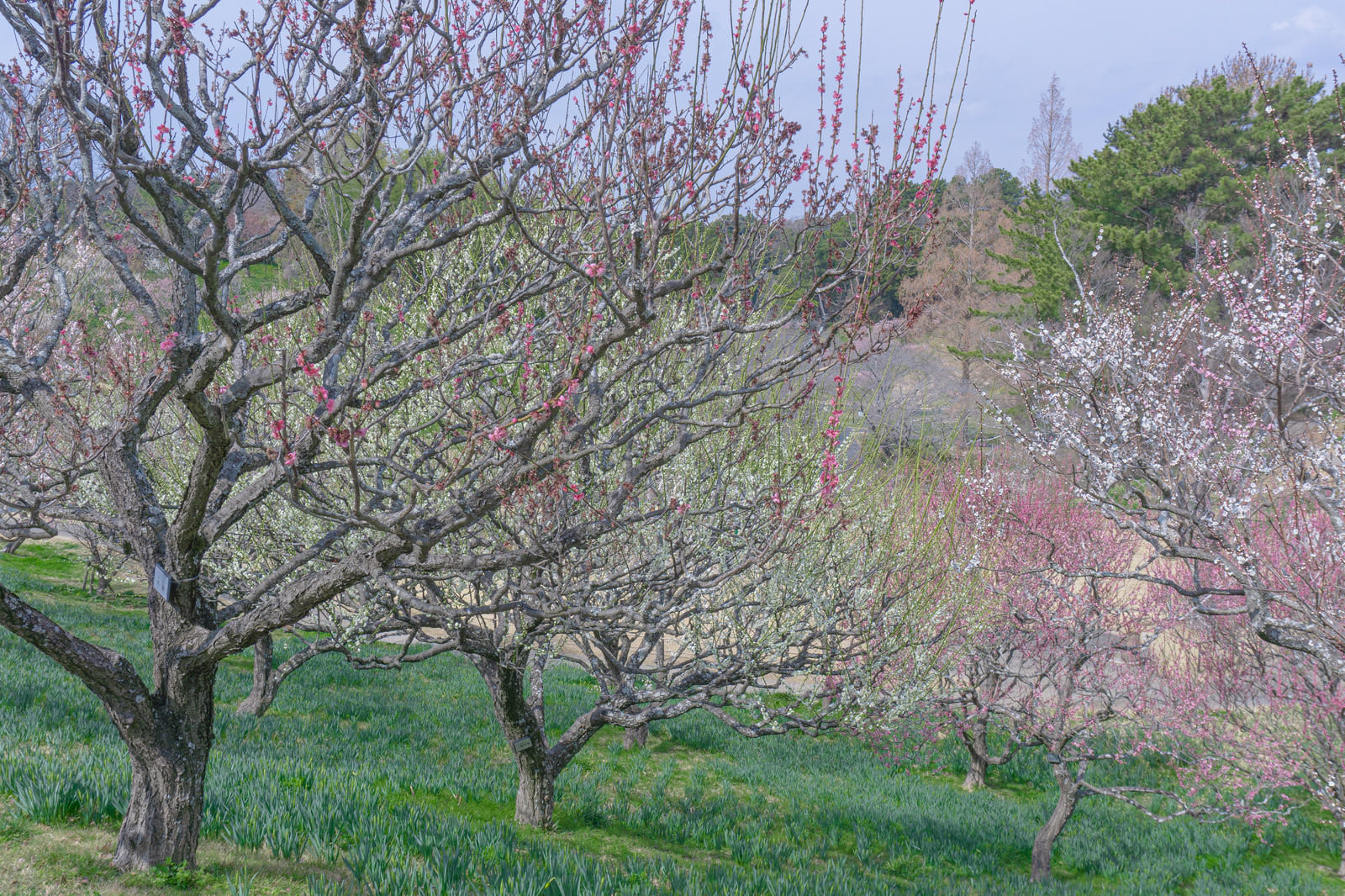 「なだらかな斜面に立ち並ぶ花を付けた梅の木」の写真