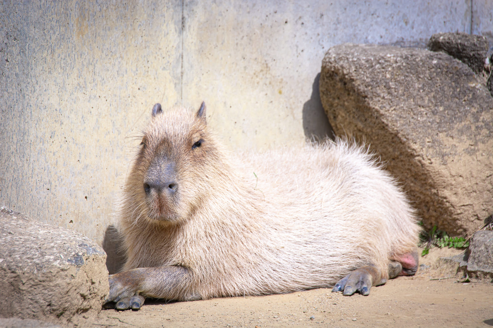 まったりと日向ぼっこ中のカピバラの写真素材 ぱくたそ