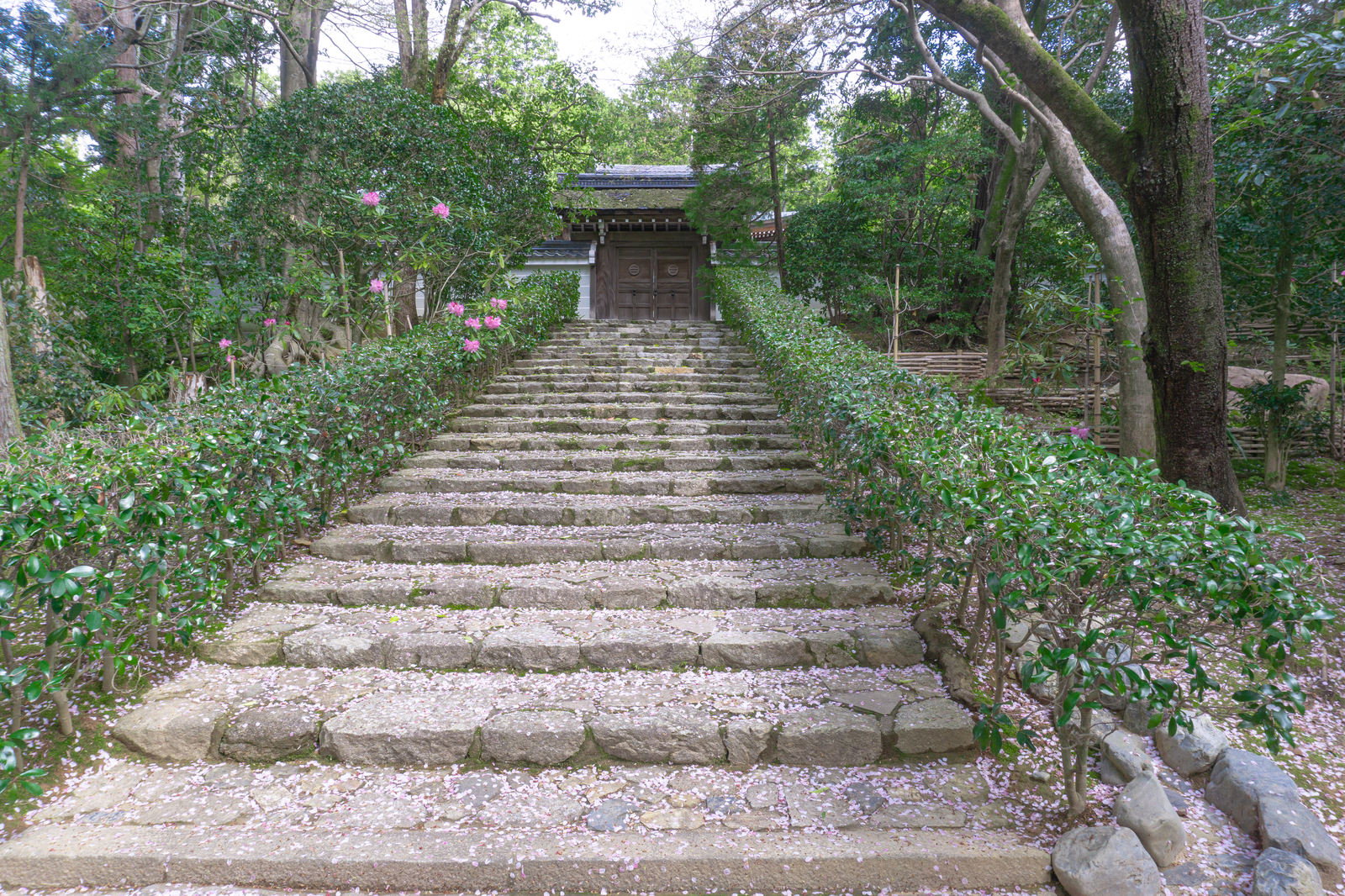 「桜の花びらが散る小さな門へと続く石段 | フリー素材のぱくたそ」の写真