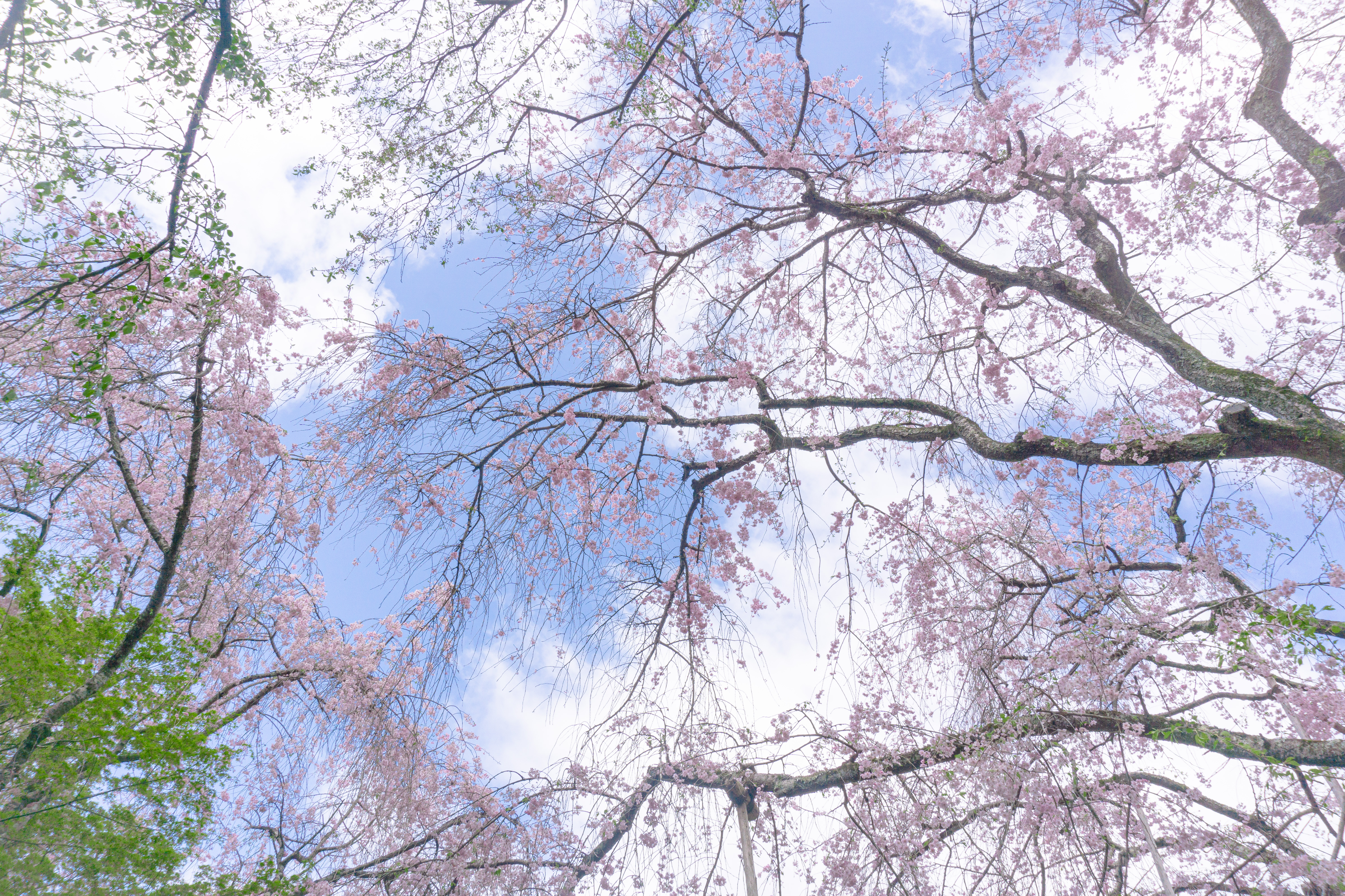 美しい桜が覆う龍安寺桜苑の春の空の写真素材 ぱくたそ