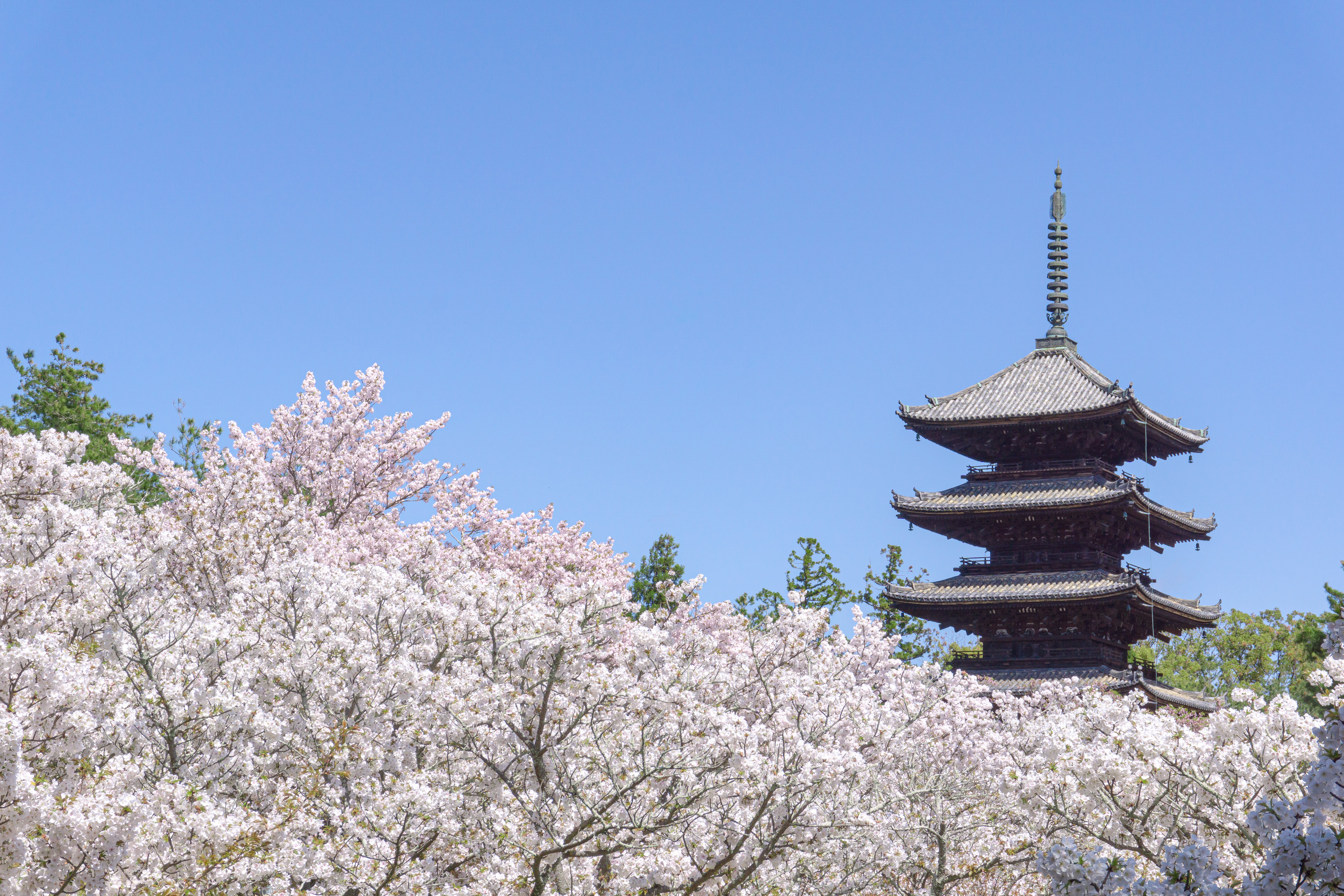 青空を背景にまるで雲のように広がる御室桜と五重塔の写真素材 ぱくたそ
