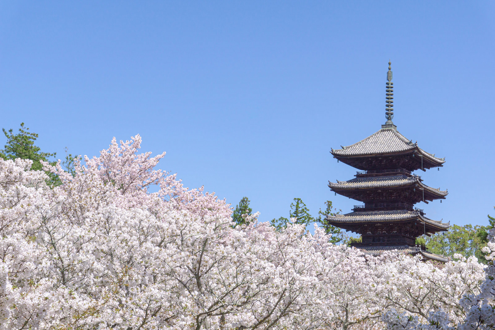「青空を背景にまるで雲のように広がる御室桜と五重塔」の写真