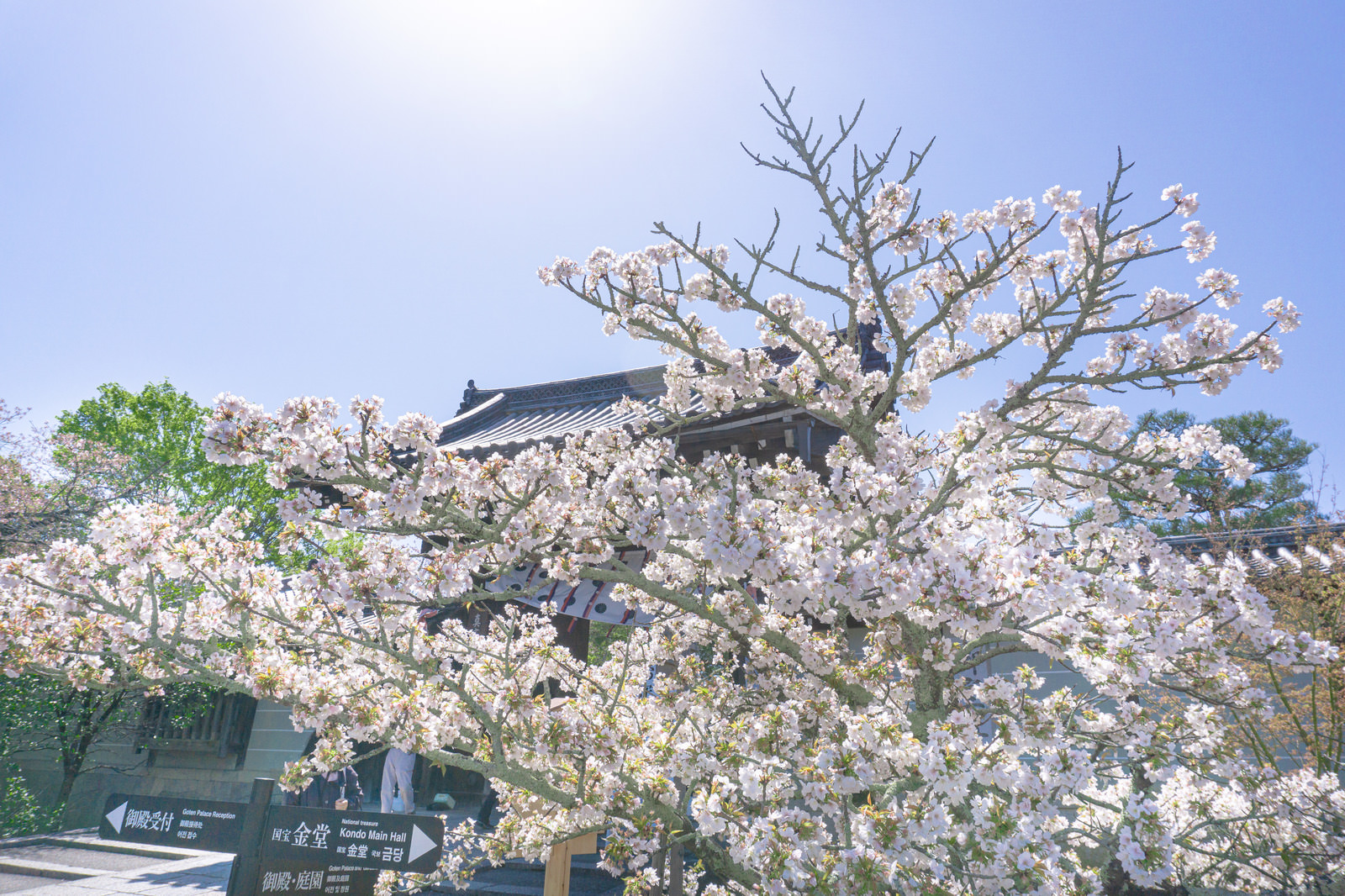 「逆光に輝く桜とその陰に建つ仁和寺本坊表門と案内看板 | フリー素材のぱくたそ」の写真