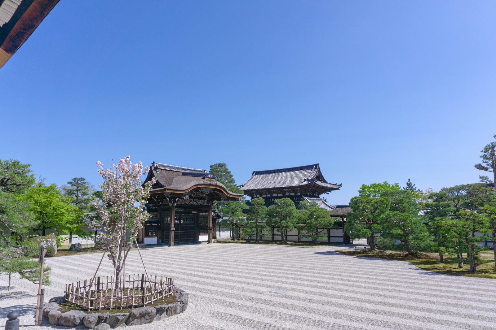 「白砂が広がる仁和寺の南庭（なんてい）に立つ左近の桜 | フリー素材のぱくたそ」の写真
