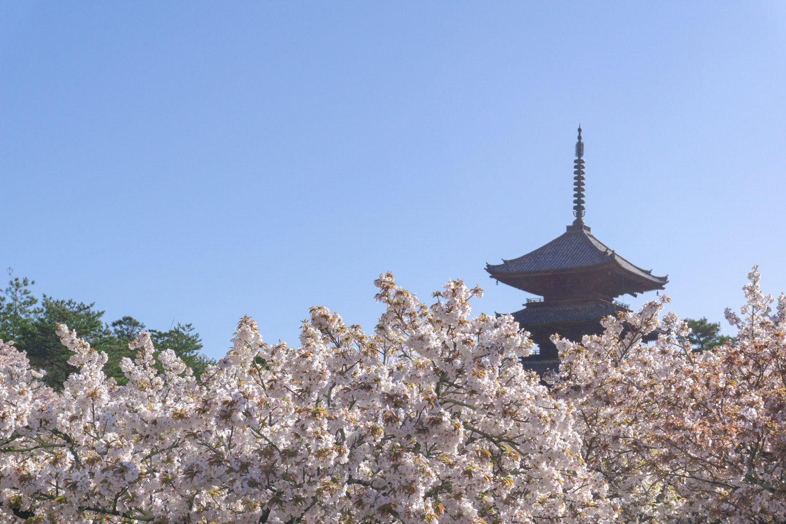 「朝の光の中の御室桜と五重塔 | フリー素材のぱくたそ」の写真