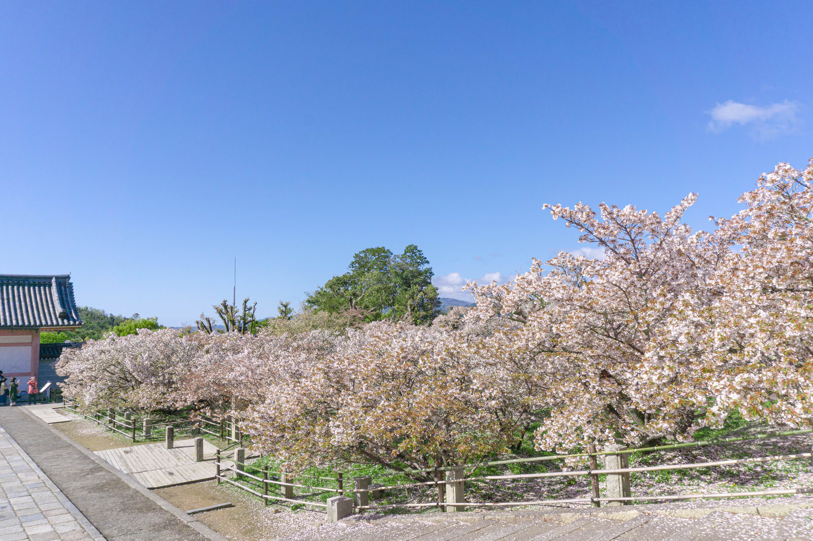 「金堂から見る御室桜の林と中門 | フリー素材のぱくたそ」の写真