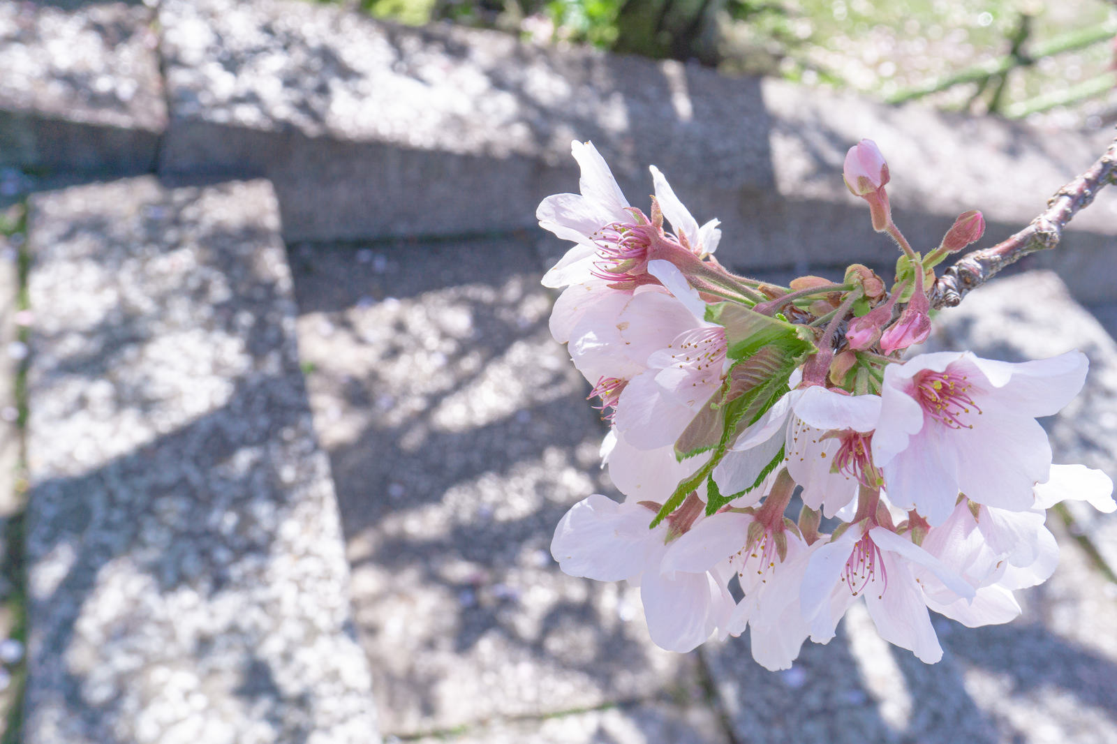 「石段まで枝を伸ばす桜 | フリー素材のぱくたそ」の写真