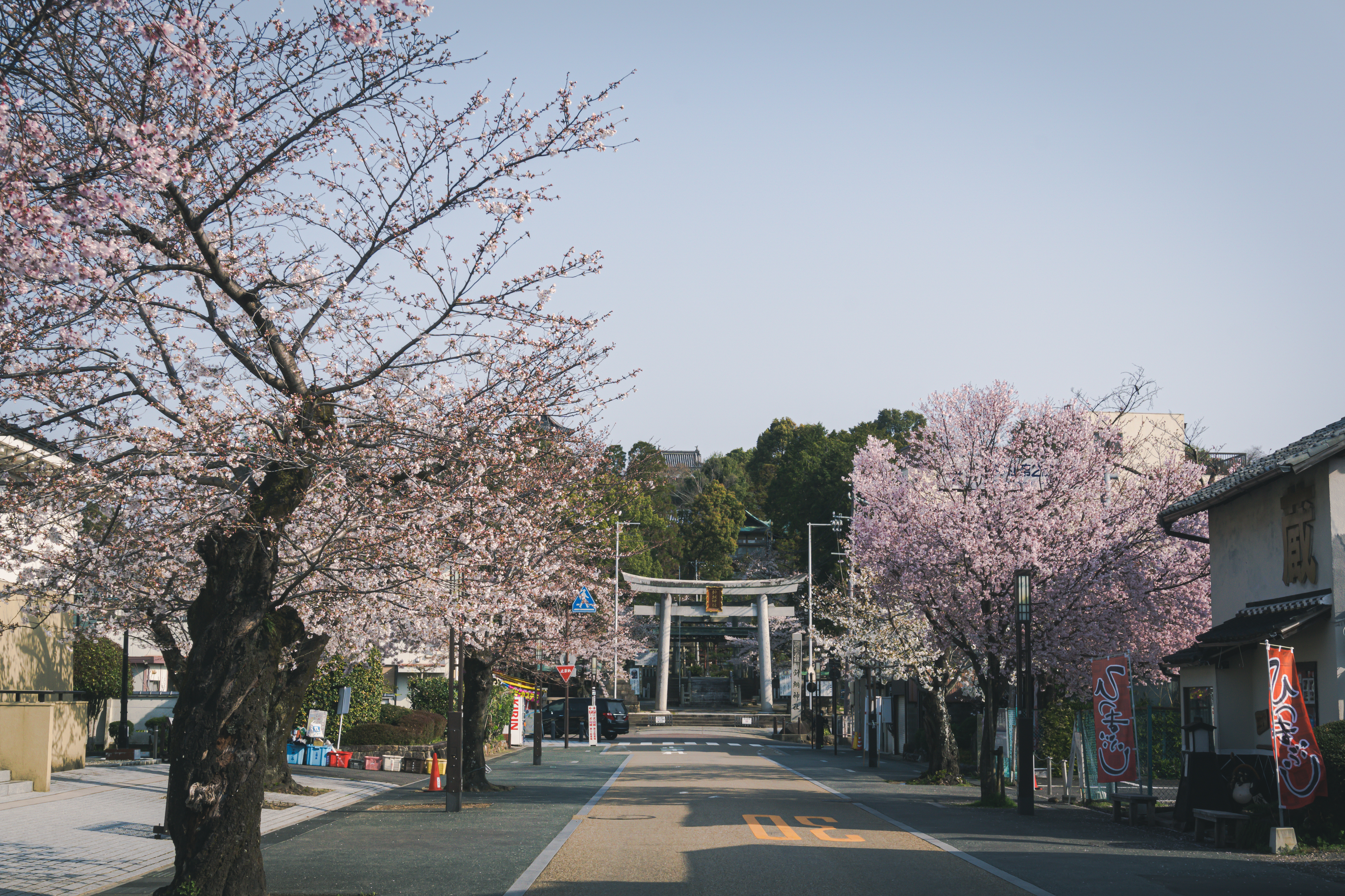 満開の桜の犬山城下町の朝の写真素材 ぱくたそ