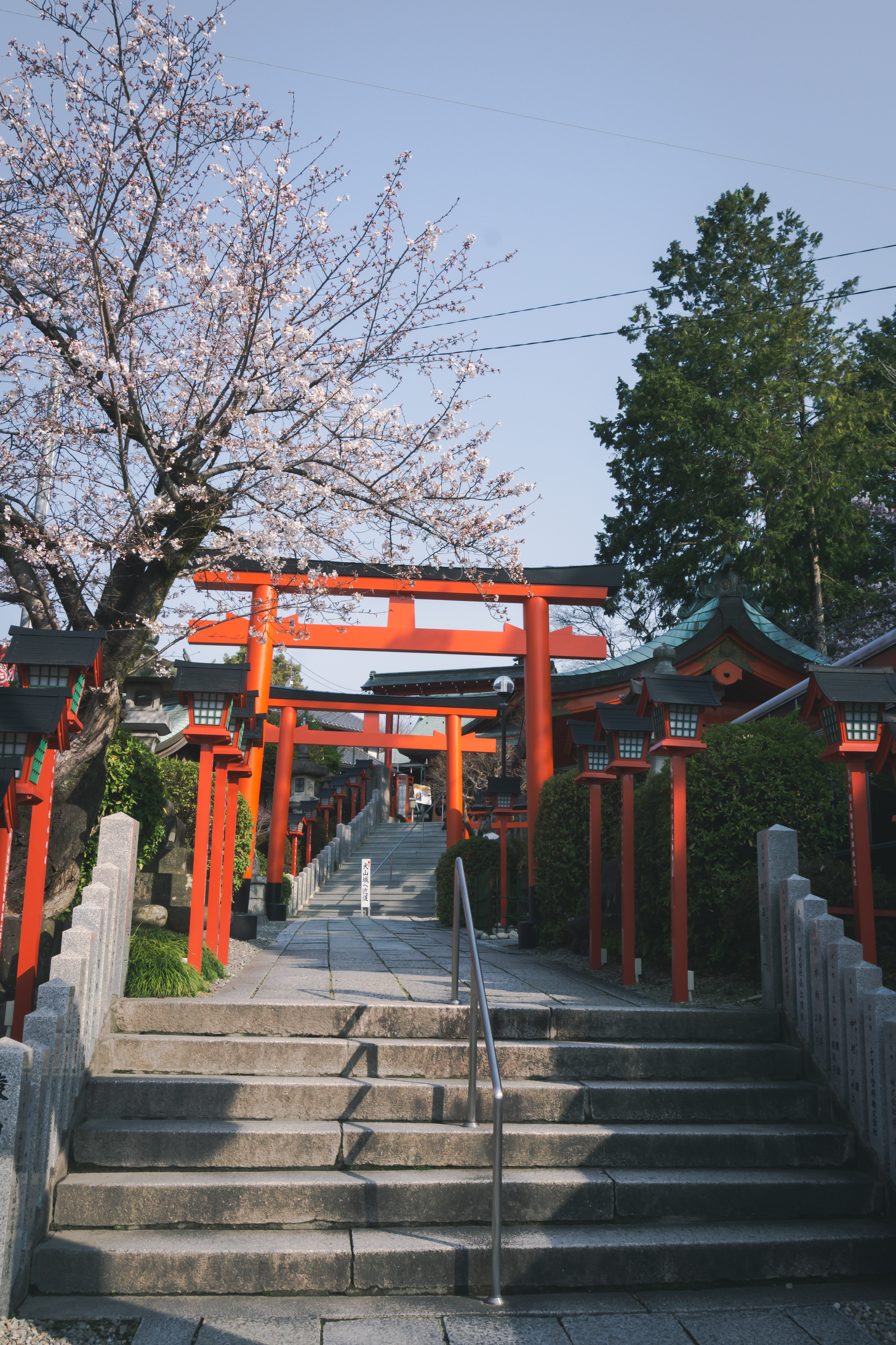 犬山城への近道になる三光稲荷神社の朱色の鳥居と咲き始めの桜の写真素材 ぱくたそ