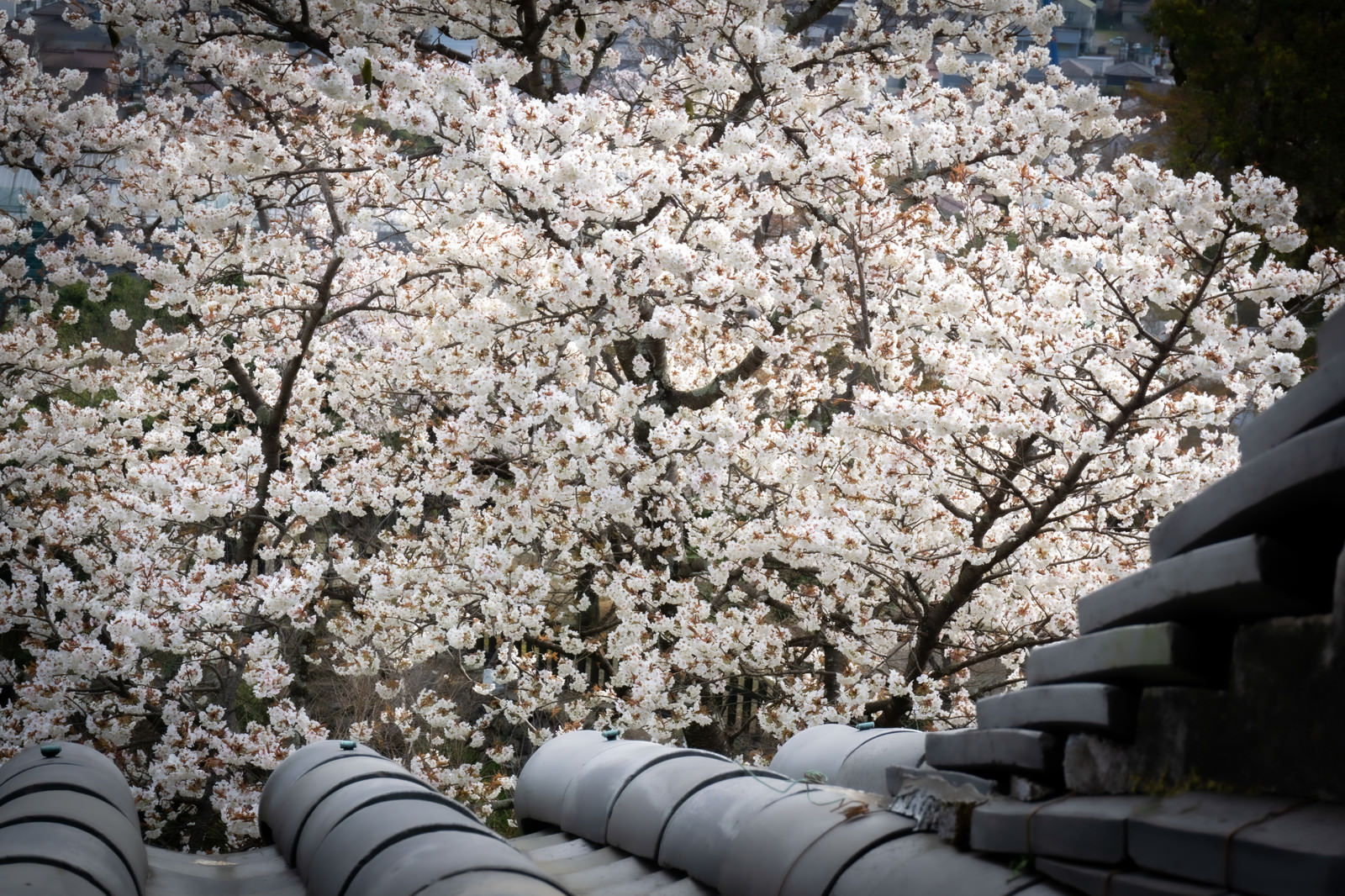 「見下ろした満開の桜と瓦 | フリー素材のぱくたそ」の写真