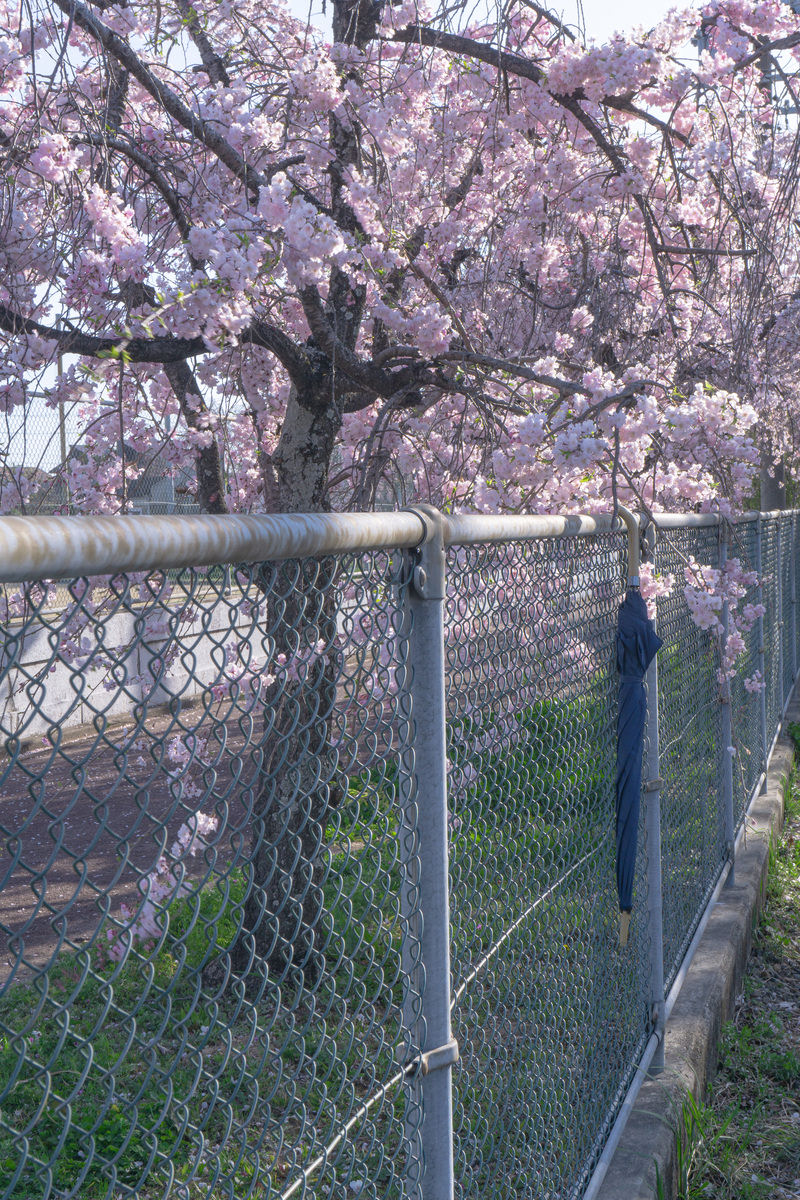 「桜とフェンスにかけられた忘れた傘 | フリー素材のぱくたそ」の写真
