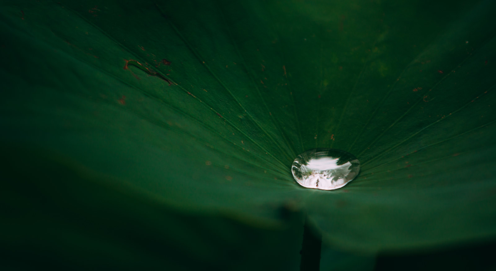 「ハスの葉の中心で輝く水」の写真
