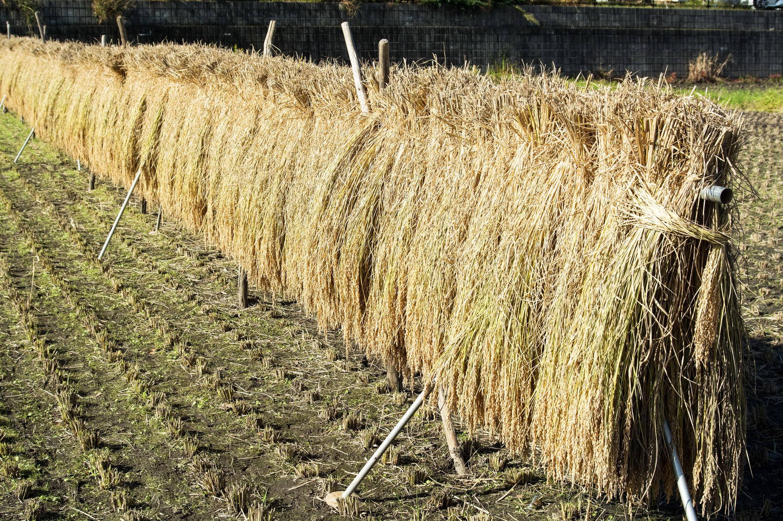 はざにかけられお日様を浴びた稲の写真素材 ぱくたそ