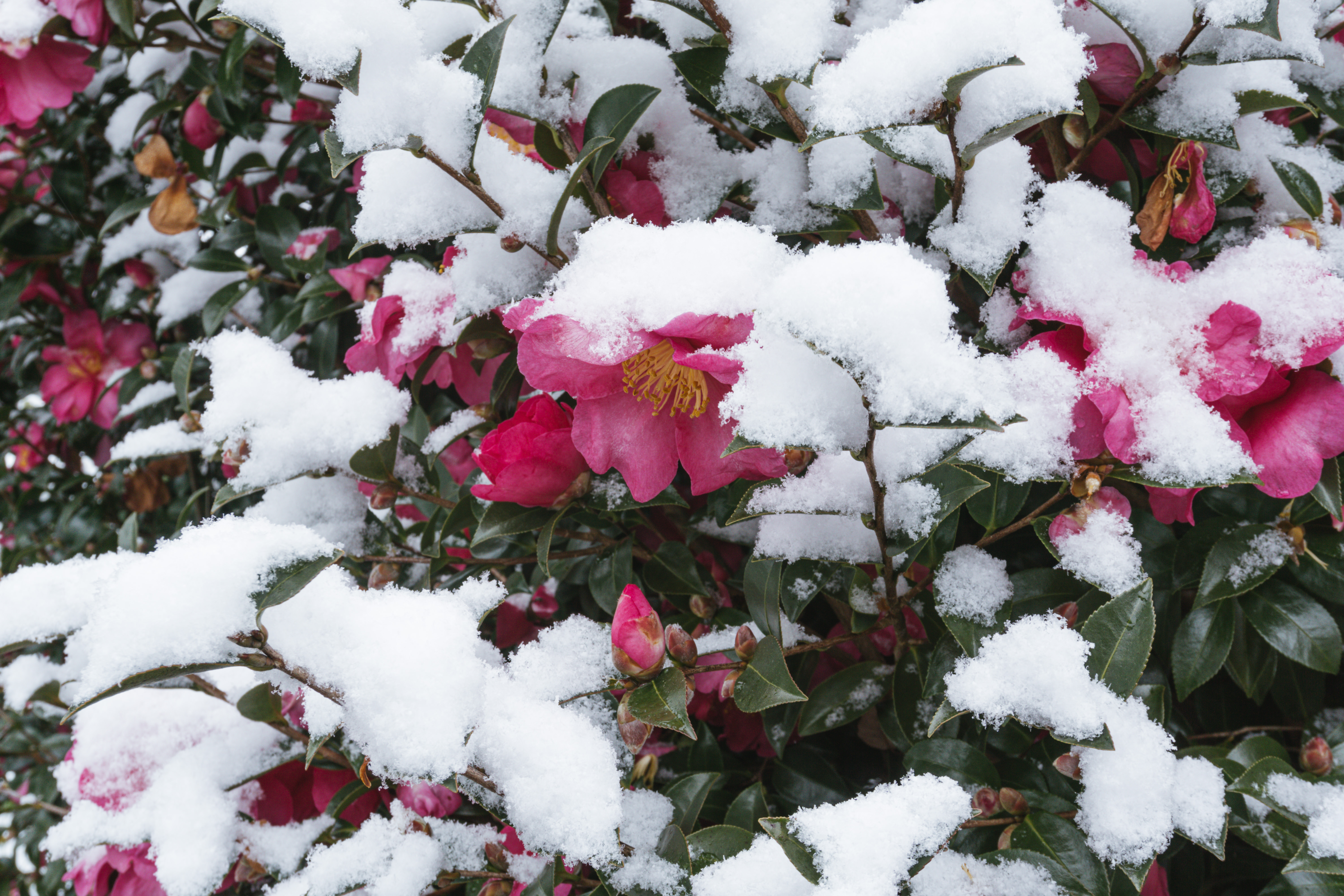 雪が降り積もったサザンカの写真素材 ぱくたそ