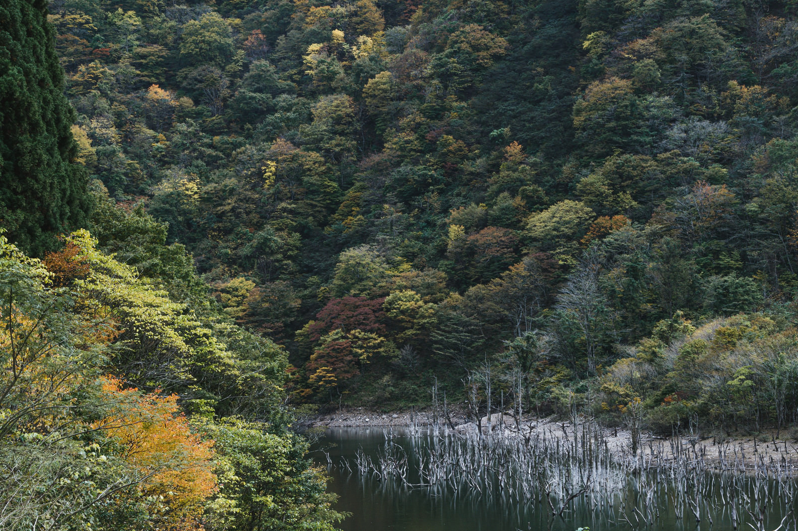 色づいた山に挟まれた立ち枯れた木々と徳山湖の写真素材 ぱくたそ 色づいた山に挟まれた立ち枯れた木々と徳山湖の写真素材 ぱくたそ
