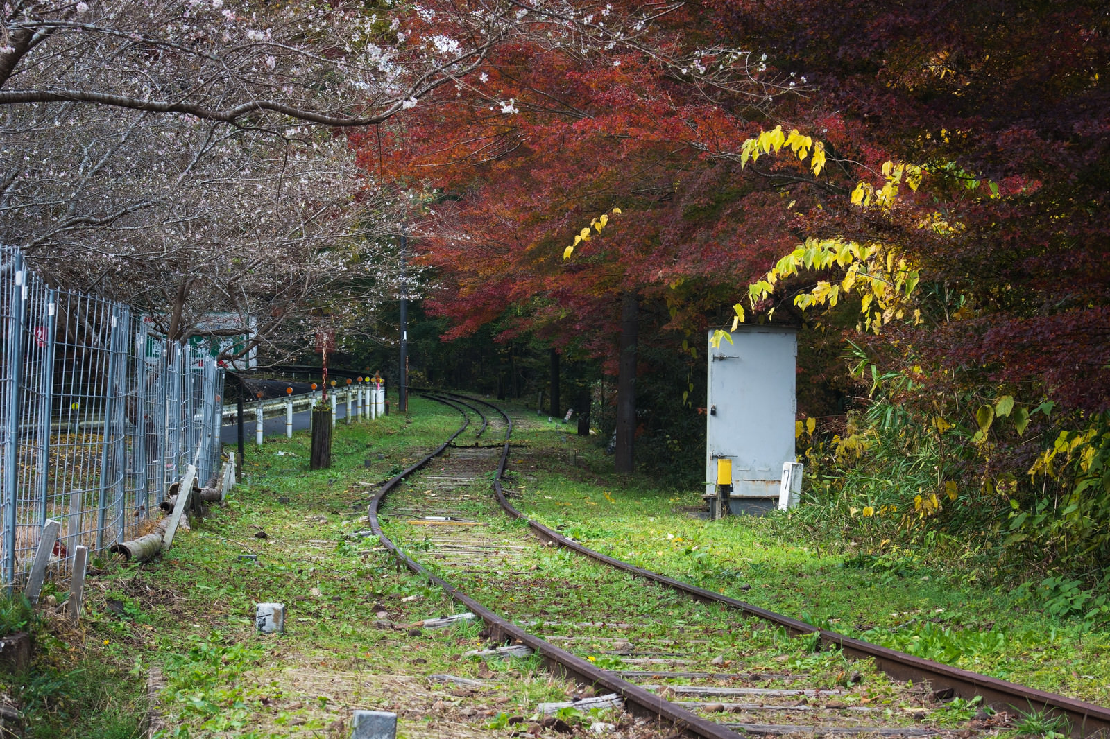 廃線を囲む紅葉と秋に咲く四季桜の写真素材 ぱくたそ
