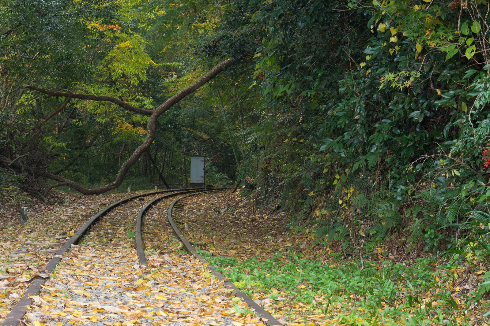 倒木で進めない廃線の写真を無料ダウンロード フリー素材 ぱくたそ