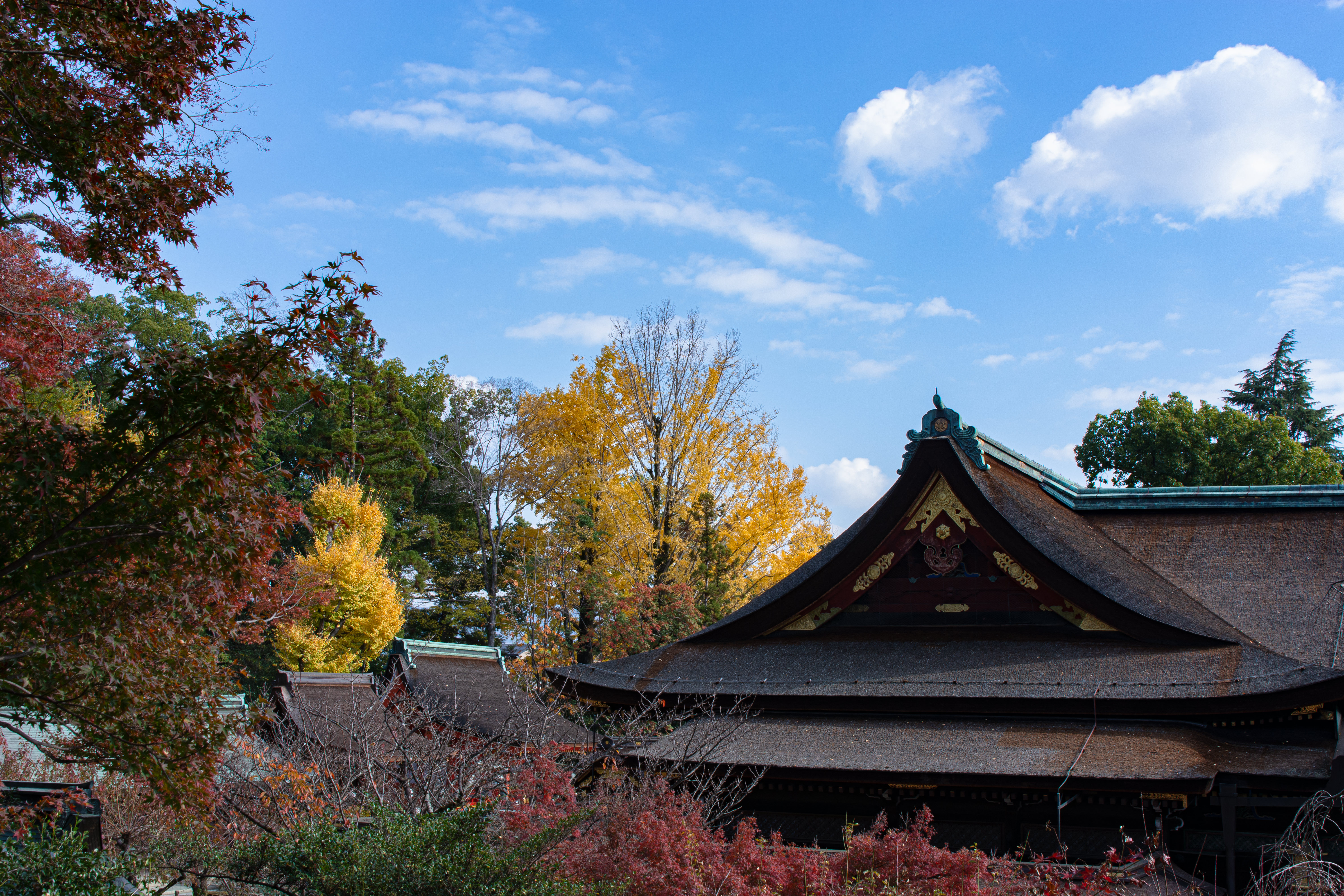 御土居の展望所から眺める国宝 本殿の写真素材 ぱくたそ