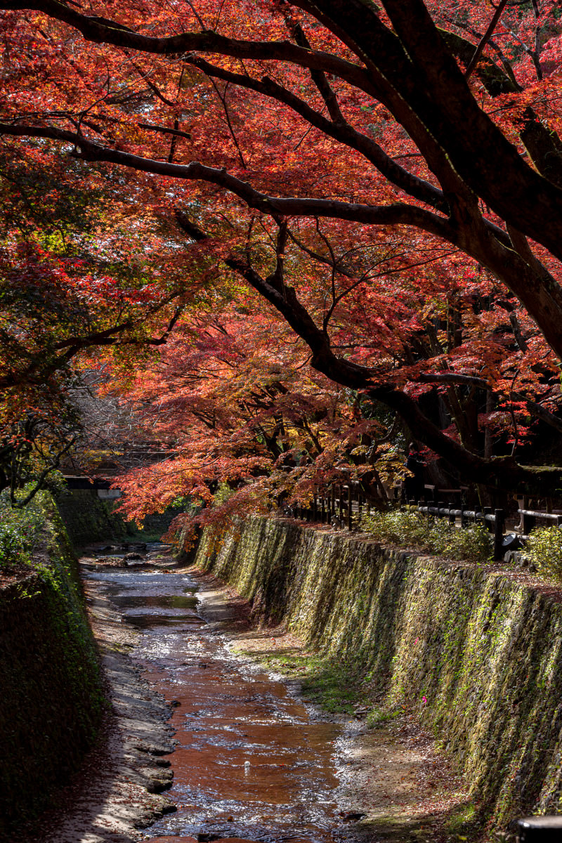 紙屋川を覆うように枝葉を伸ばすもみじの写真素材 ぱくたそ 紙屋川を覆うように枝葉を伸ばすもみじの写真素材 ぱくたそ