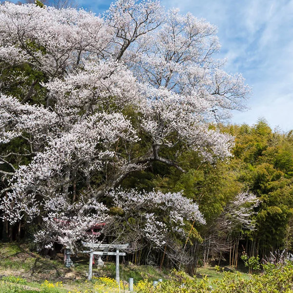 自然・風景・動物のタグ一覧