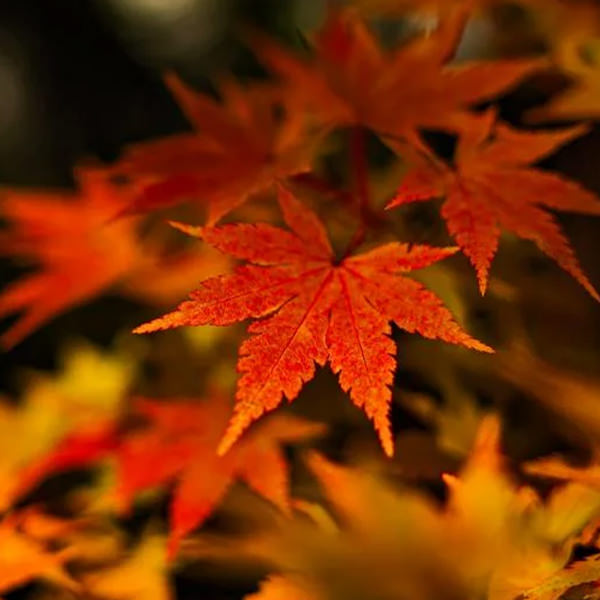 季節・行事のタグ一覧